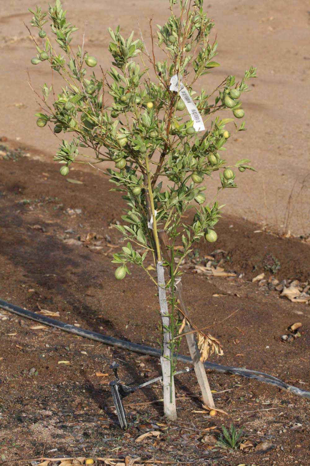              Habit (Riverside, CA)       